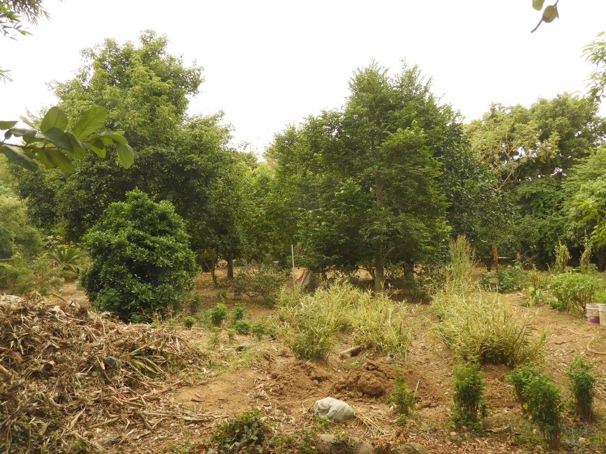 目前游家農田主要種植咖啡（林鑫咸攝，2024）