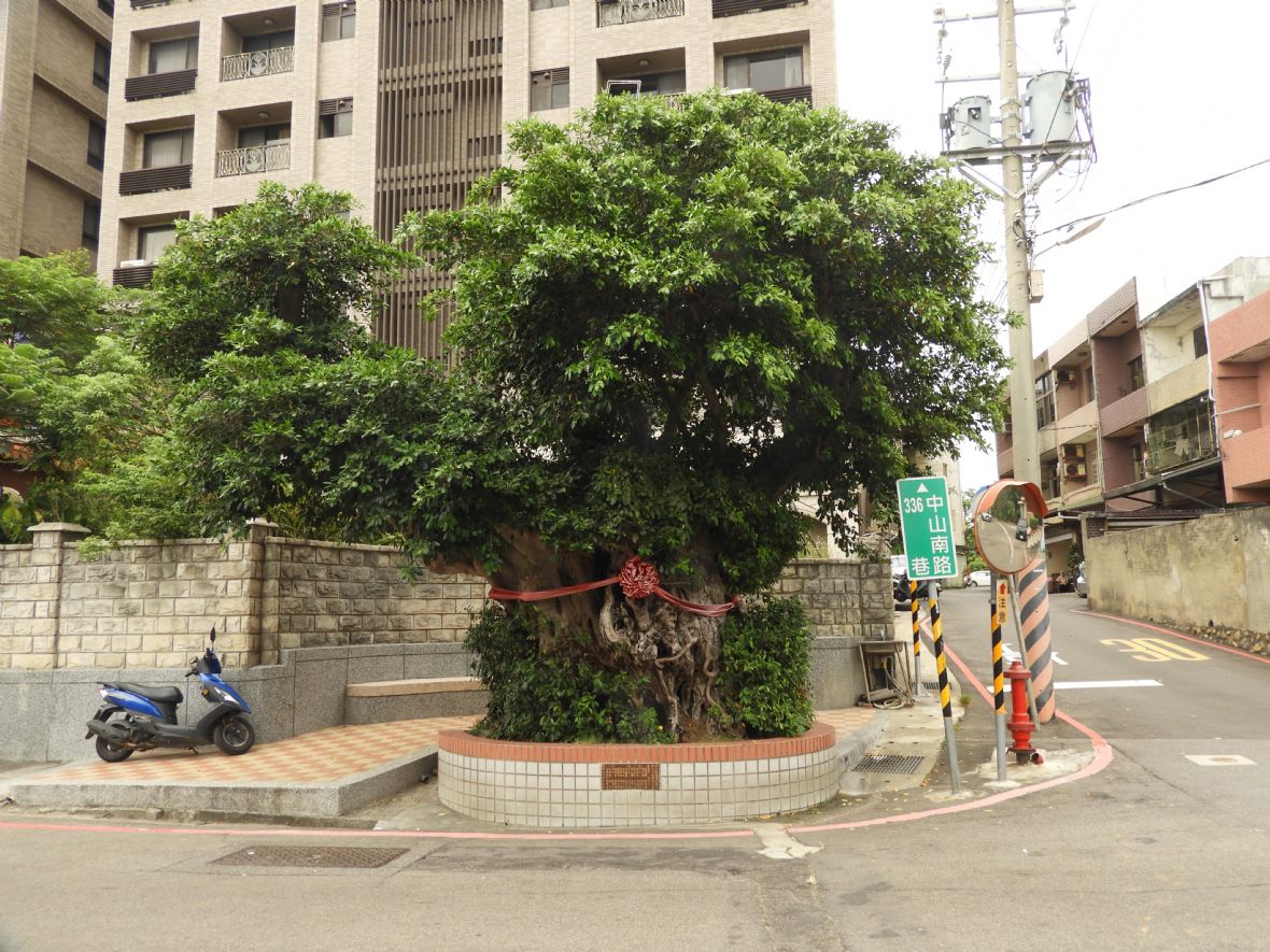 游家早年供奉樹王公（林鑫咸攝，2024）