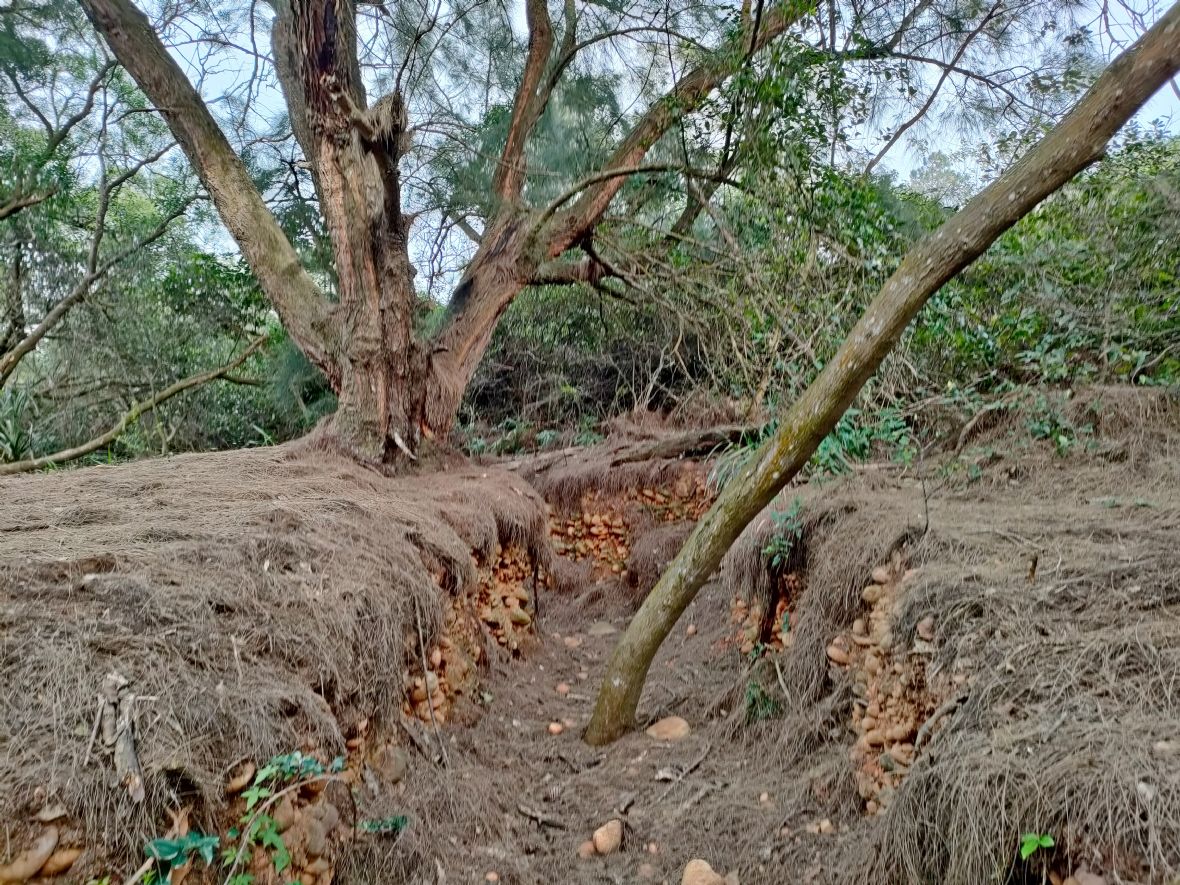 波羅汶圓山戰備道南側壕溝旁木麻黃巨木