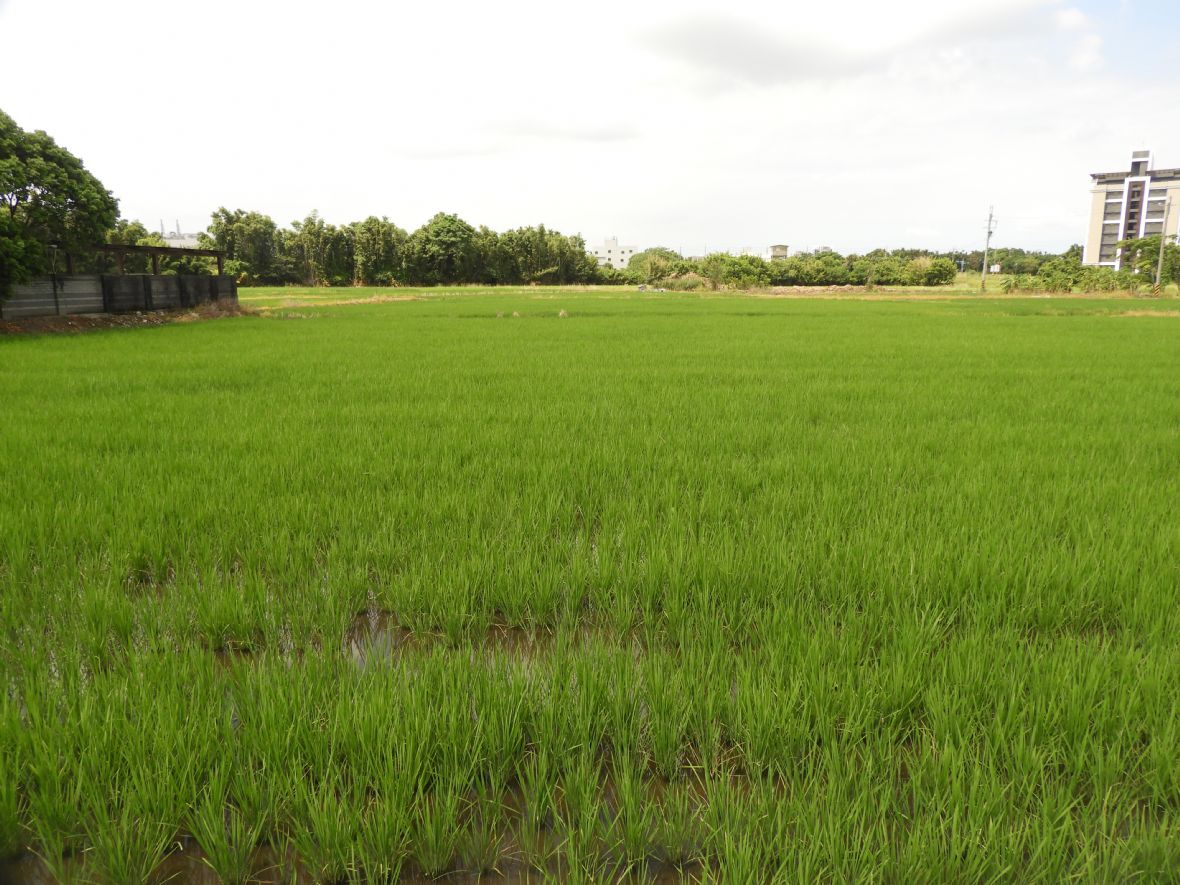 大庄底劉屋前的農田（林鑫咸攝，2024）