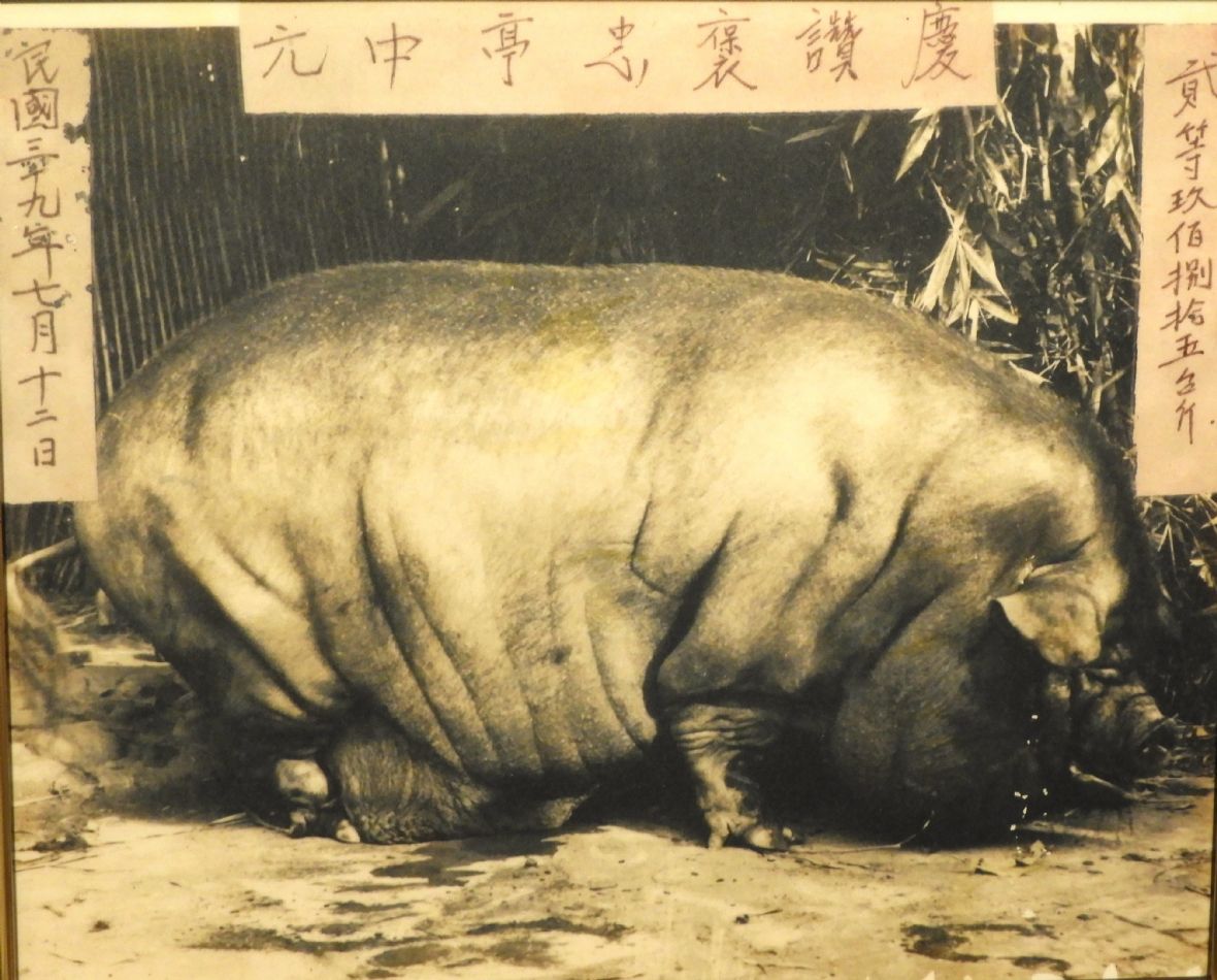 民國39年劉守龍畜養的神豬（林鑫咸攝，2024）